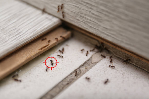 Insect Control in Lebanon, OR