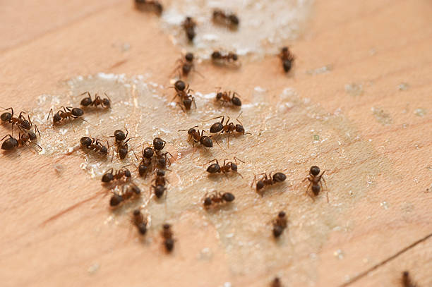 Best Bed Bug Extermination  in Lebanon, OR