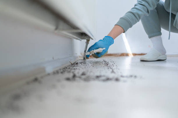 Trusted Lebanon, OR Pest Control Experts